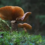 Raststueb'l 3*