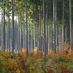 Raststueb'l Bed & Breakfast Sorge