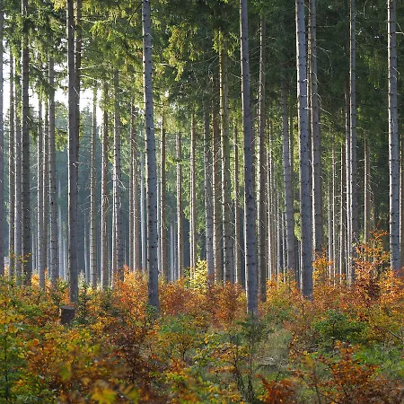 Raststueb'l Bed & Breakfast Sorge