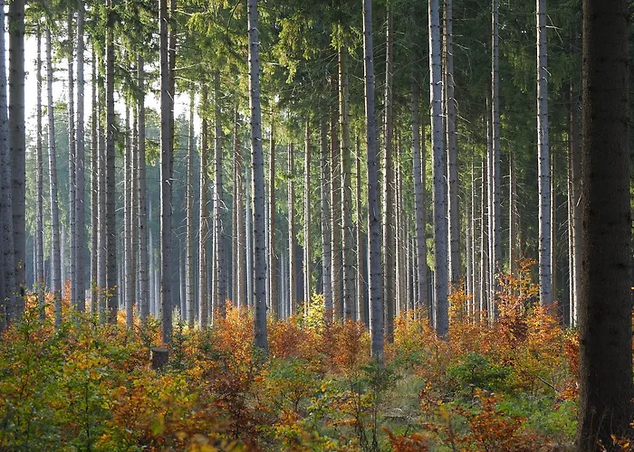 Raststueb'l Bed & Breakfast Sorge